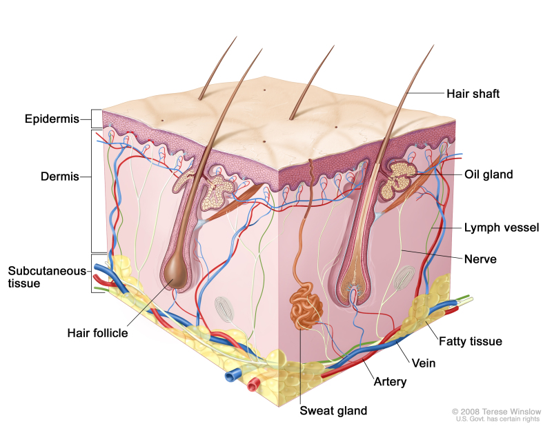 Skin Anatomy